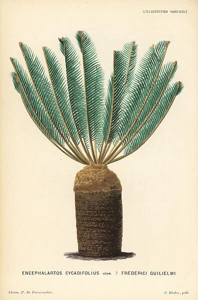 Encephalartos cycadifolius