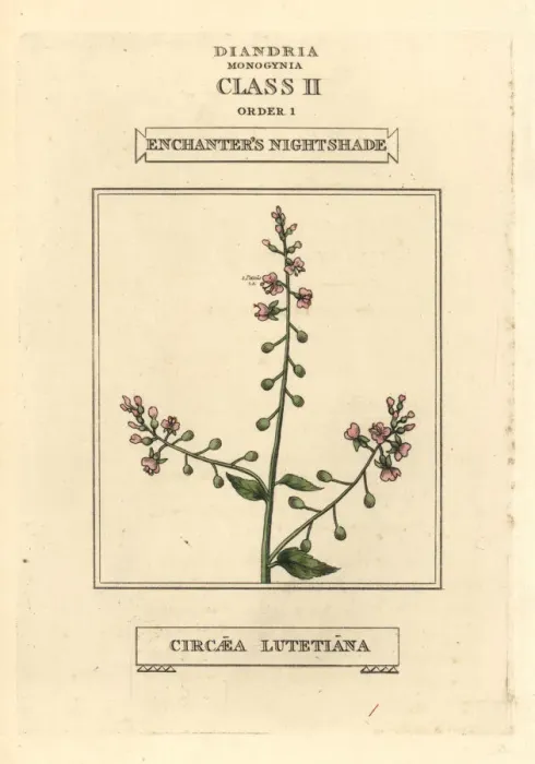 Framed Print : Enchanters nightshade, Circaea lutetiana