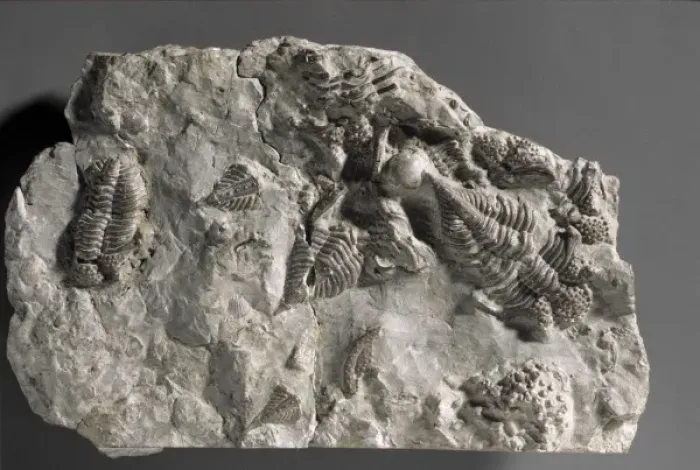 Framed Print : Encrinurus punctatus, trilobites Framed Print : Encrinurus punctatus, trilobites
