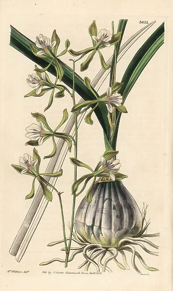 Encyclia adenocarpa orchid