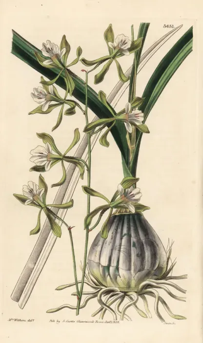 Framed Print : Encyclia adenocarpa orchid Framed Print : Encyclia adenocarpa orchid
