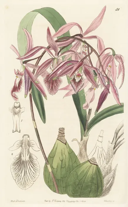 Framed Print : Encyclia adenocaula orchid Framed Print : Encyclia adenocaula orchid