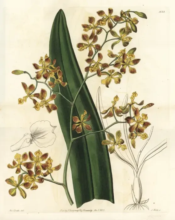 Framed Print : Encyclia oncidioides orchid Framed Print : Encyclia oncidioides orchid