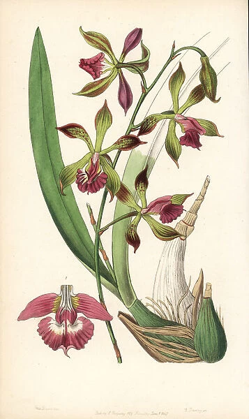 Encyclia plicata orchid