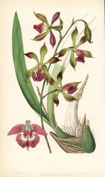 Framed Print : Encyclia plicata orchid