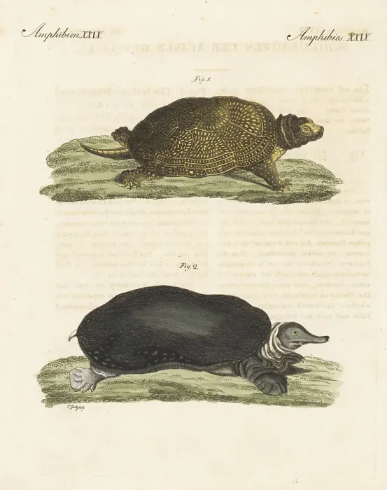 Framed Print : Endangered Blanding's turtle and Florida softshell turtle Framed Print : Endangered Blanding's turtle and Florida softshell turtle