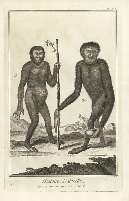 Framed Print : Endangered chimpanzee and gibbon Framed Print : Endangered chimpanzee and gibbon
