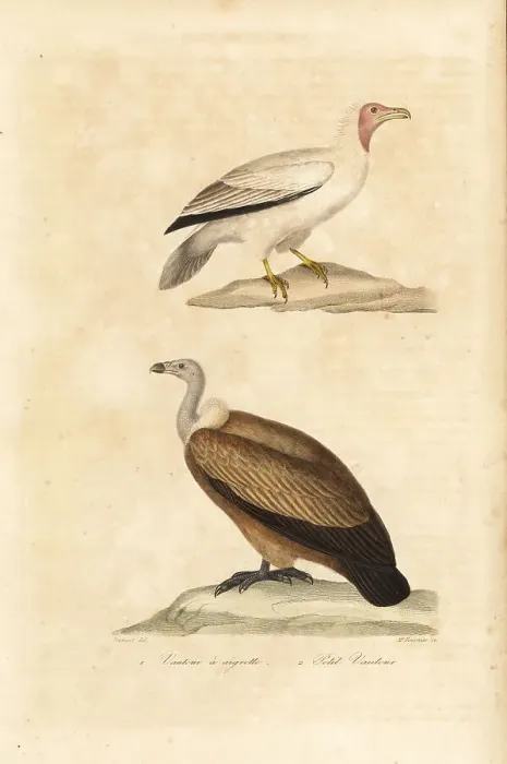 Framed Print : Endangered Egyptian and Nubian vultures Framed Print : Endangered Egyptian and Nubian vultures