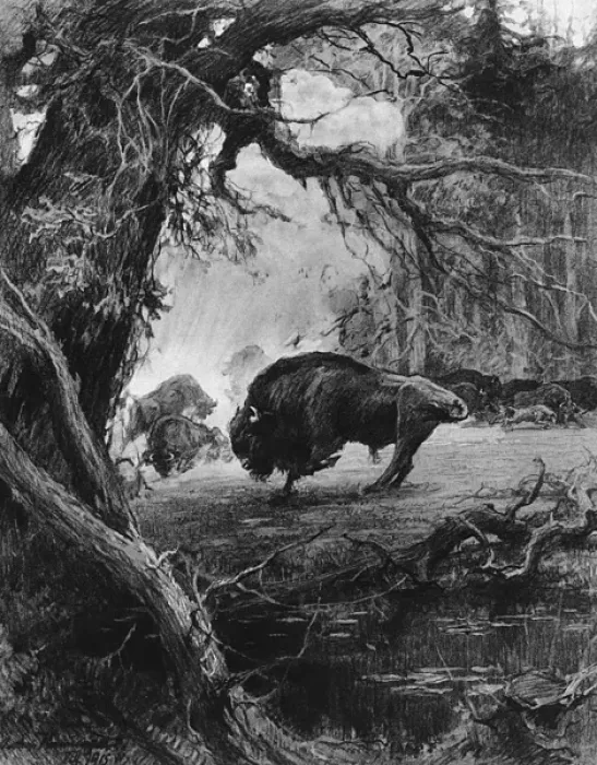 Framed Print : Endangered European bison in wartime, 1915 Framed Print : Endangered European bison in wartime, 1915
