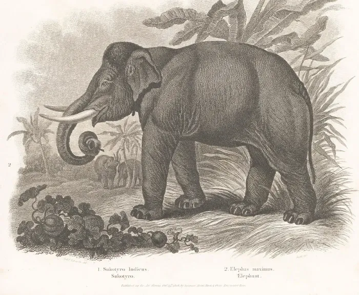 Framed Print : Endangered Indian elephant, Elephas maximus indicus