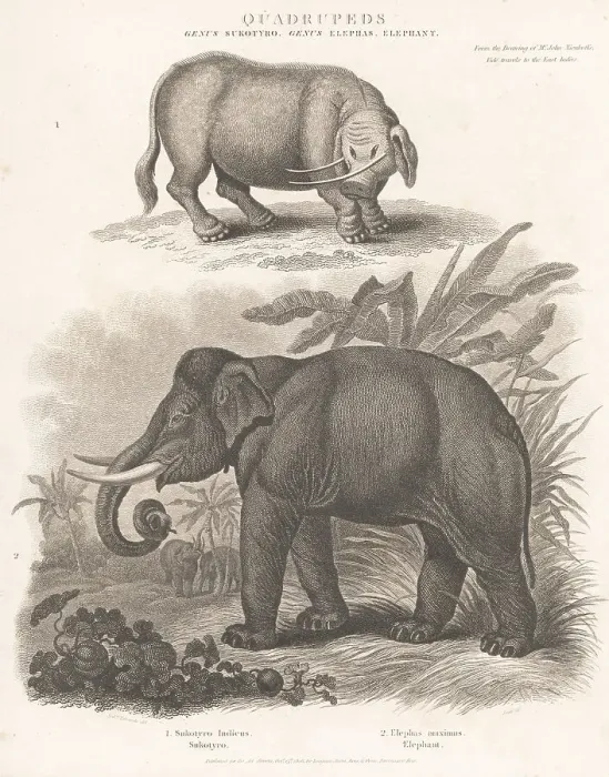 Framed Print : Endangered Indian elephant and mythical creature sukotyro Framed Print : Endangered Indian elephant and mythical creature sukotyro