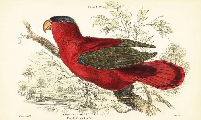 Framed Print : Endangered purple-naped lory, Lorius domicella Framed Print : Endangered purple-naped lory, Lorius domicella