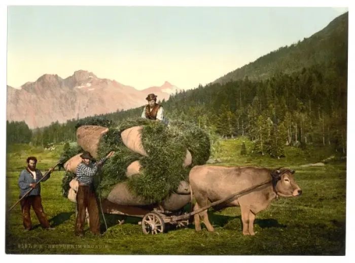 Framed Print : Engadine, carrying hay in the Engadine, Grisons, Switzerland Framed Print : Engadine, carrying hay in the Engadine, Grisons, Switzerland