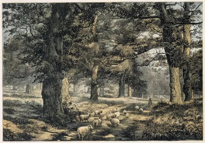 Framed Print : ENGLAND / SHERWOOD FOREST Framed Print : ENGLAND / SHERWOOD FOREST