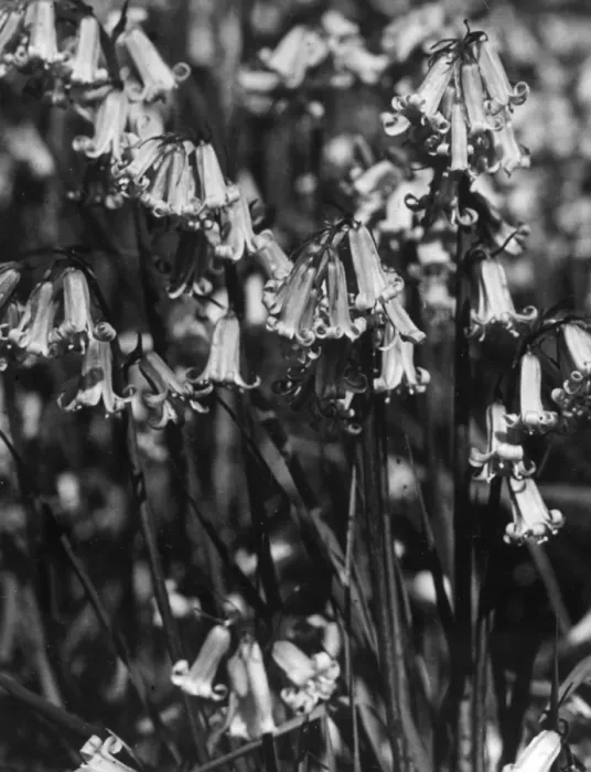 Framed Print : English Bluebells Framed Print : English Bluebells