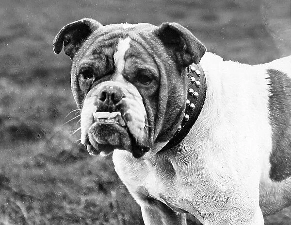 English Bulldog Victorian period
