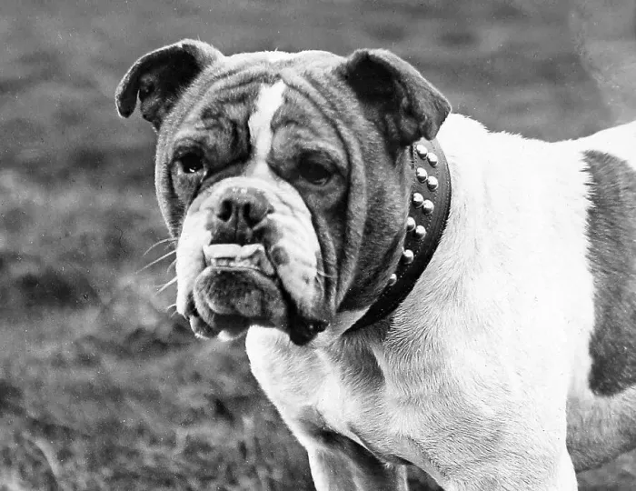 Framed Print : English Bulldog Victorian period Framed Print : English Bulldog Victorian period