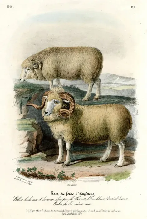 Framed Print : ENGLISH FOREST SHEEP Framed Print : ENGLISH FOREST SHEEP