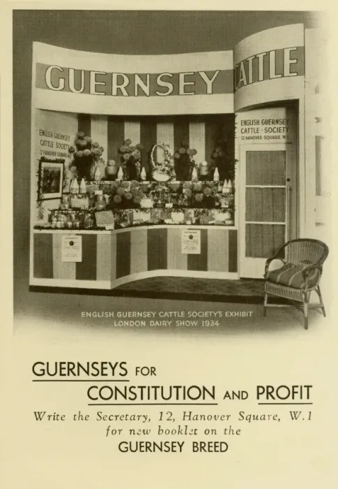Framed Print : English Guernsey Cattle Society Exhibit Framed Print : English Guernsey Cattle Society Exhibit