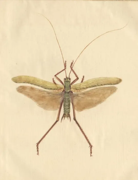 Framed Print : English Insects illustration by James Barbut Framed Print : English Insects illustration by James Barbut