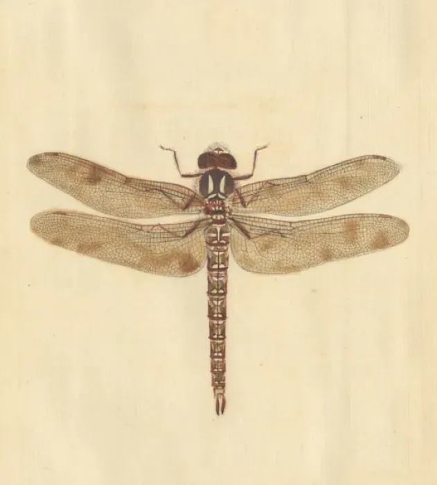 Framed Print : English Insects illustration by James Barbut Framed Print : English Insects illustration by James Barbut