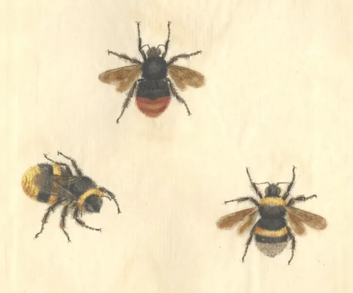 Framed Print : English Insects illustration by James Barbut Framed Print : English Insects illustration by James Barbut