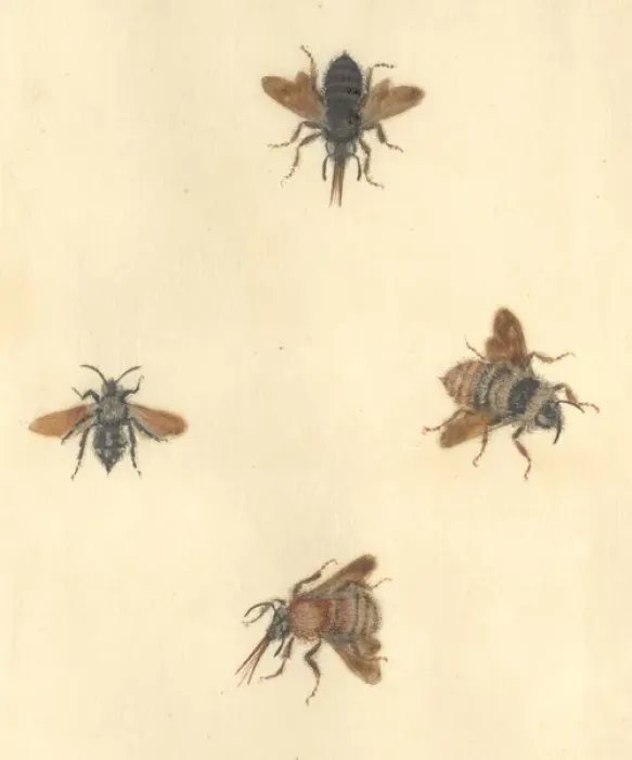 Framed Print : English Insects illustration by James Barbut Framed Print : English Insects illustration by James Barbut