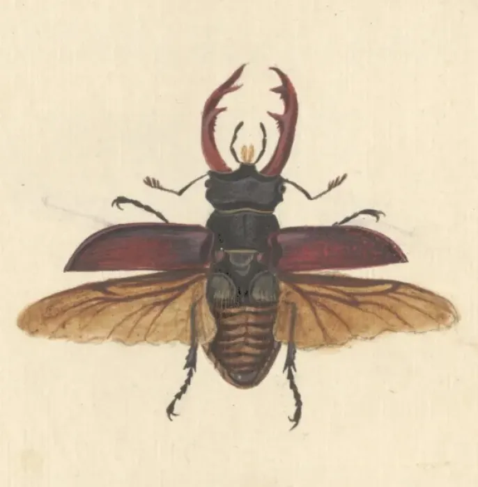 Framed Print : English Insects illustration by James Barbut Framed Print : English Insects illustration by James Barbut
