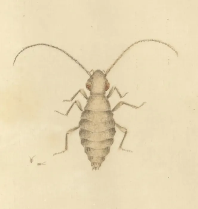 Framed Print : English Insects illustration by James Barbut Framed Print : English Insects illustration by James Barbut