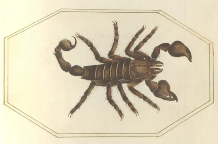 Framed Print : English Insects illustration by James Barbut Framed Print : English Insects illustration by James Barbut