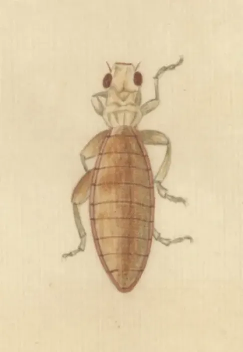 Framed Print : English Insects illustration by James Barbut Framed Print : English Insects illustration by James Barbut