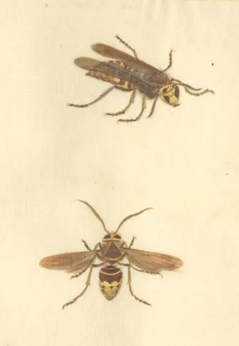 Framed Print : English Insects illustration by James Barbut Framed Print : English Insects illustration by James Barbut