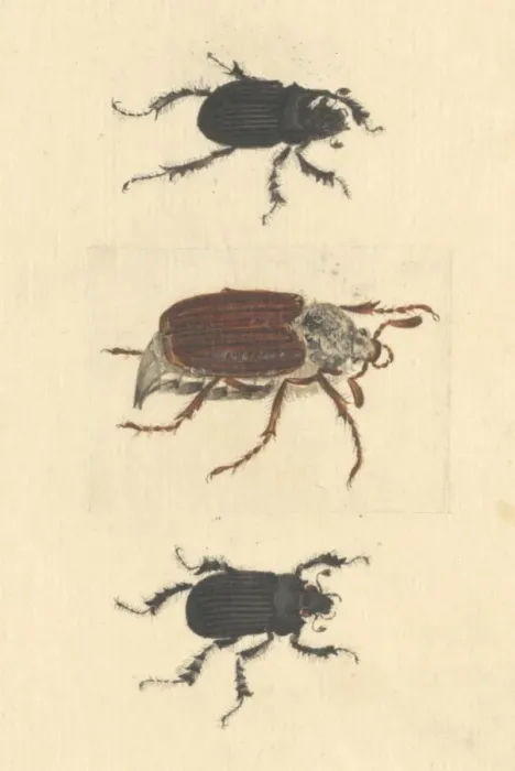 Framed Print : English Insects illustration of Minotaur beetles and Cockcha Framed Print : English Insects illustration of Minotaur beetles and Cockcha