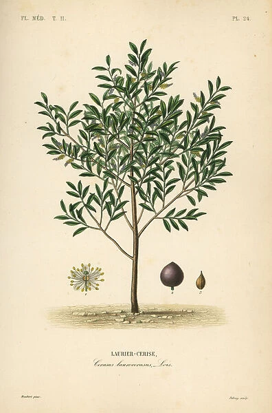 English laurel tree, Prunus laurocerasus