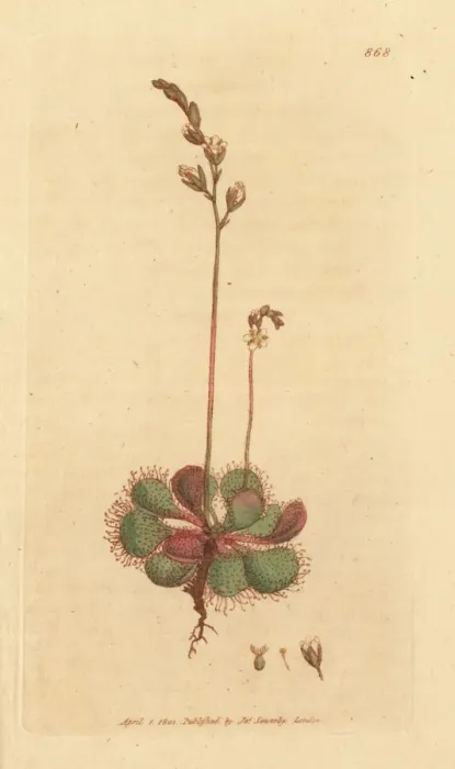 Framed Print : English or long-leaved sundew, Drosera anglica Framed Print : English or long-leaved sundew, Drosera anglica