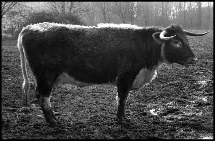 Framed Print : English Longhorn cow Framed Print : English Longhorn cow