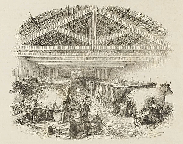 English milking parlour, with milkmaids at work