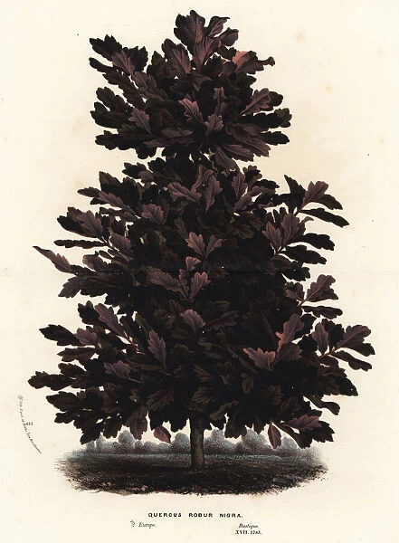 English oak, black variety, Quercus robur nigra
