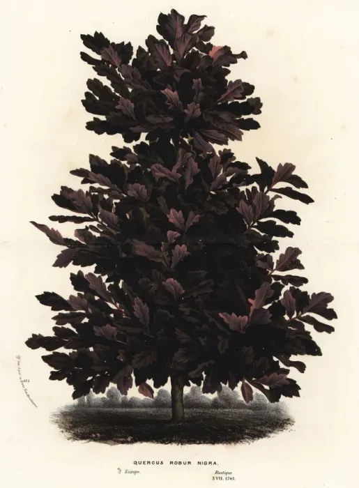 Framed Print : English oak, black variety, Quercus robur nigra Framed Print : English oak, black variety, Quercus robur nigra