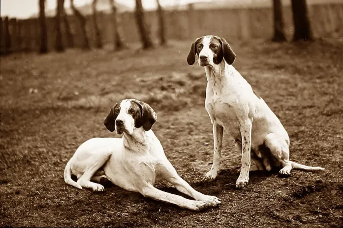 Framed Print : English Pointer Framed Print : English Pointer