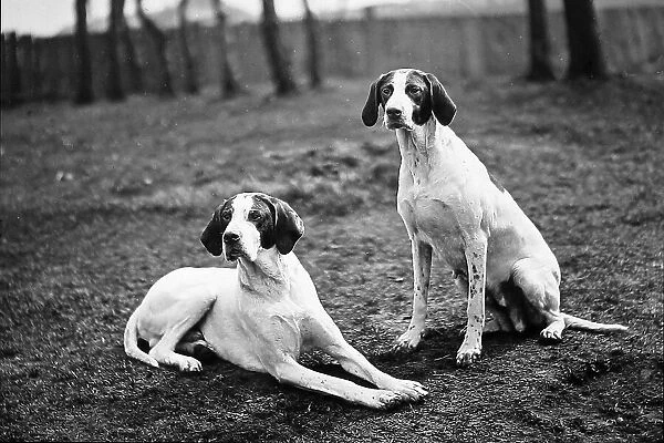 English Pointers Victorian period