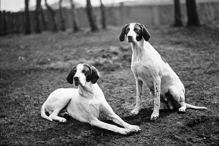 Framed Print : English Pointers Victorian period Framed Print : English Pointers Victorian period