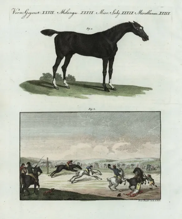 Framed Print : English racing horse and racetrack Framed Print : English racing horse and racetrack