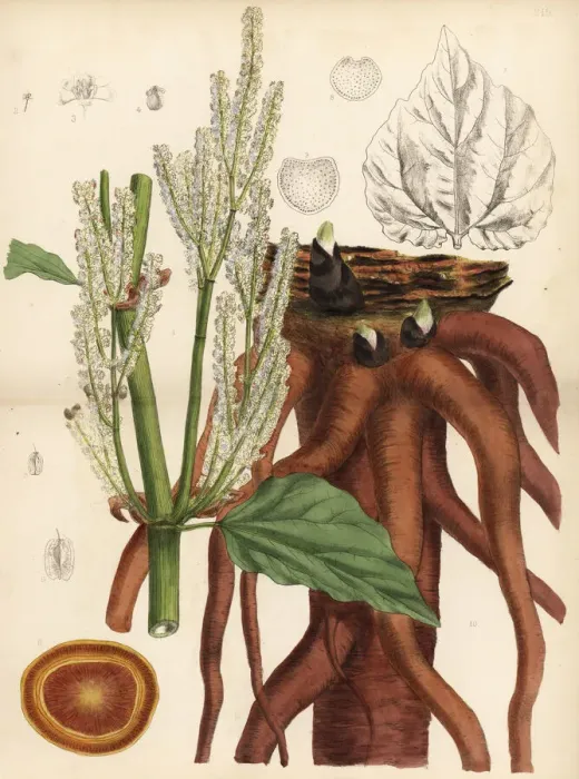 Framed Print : English rhubarb, false rhubarb or rhapontic Framed Print : English rhubarb, false rhubarb or rhapontic