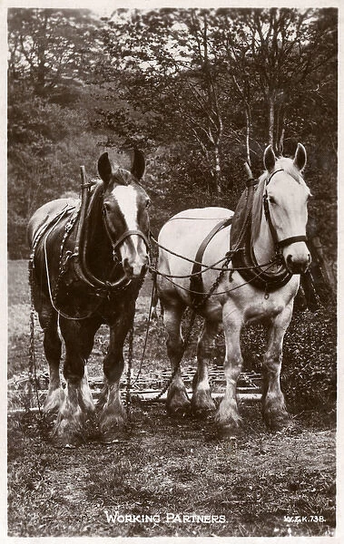 Two English Rural Working Horses - Working Partners