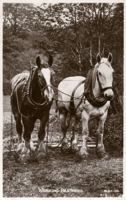 Framed Print : Two English Rural Working Horses - Working Partners Framed Print : Two English Rural Working Horses - Working Partners