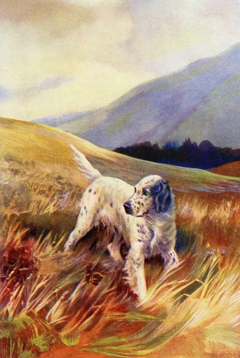 Framed Print : English Setter Framed Print : English Setter