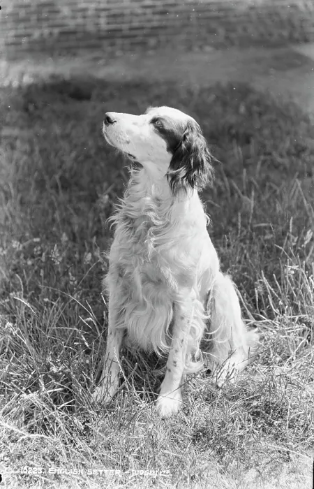 Framed Print : English Setter Portrait Framed Print : English Setter Portrait