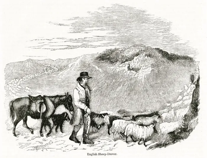 Framed Print : English sheep drover at work Framed Print : English sheep drover at work