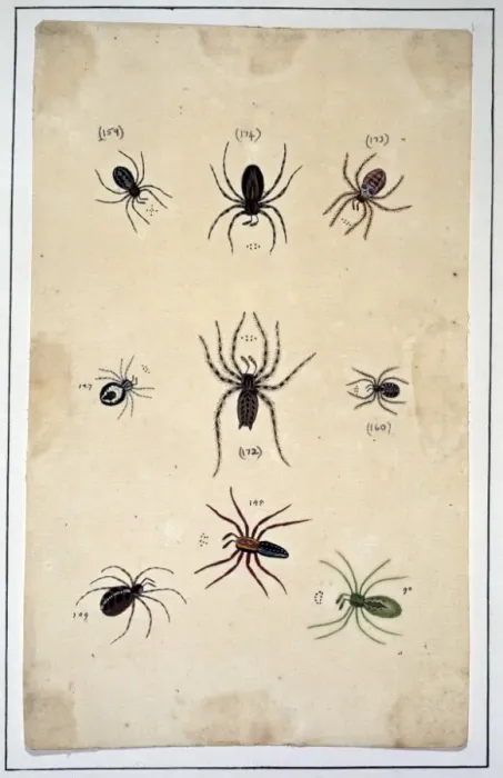Framed Print : English spiders Framed Print : English spiders